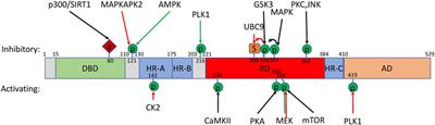 HSF-1: Guardian of the Proteome Through Integration of Longevity Signals to the Proteostatic Network